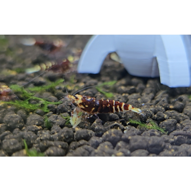 Caridina Metallic Red Shrimp (Single) – Size: 1.2–1.5 cm