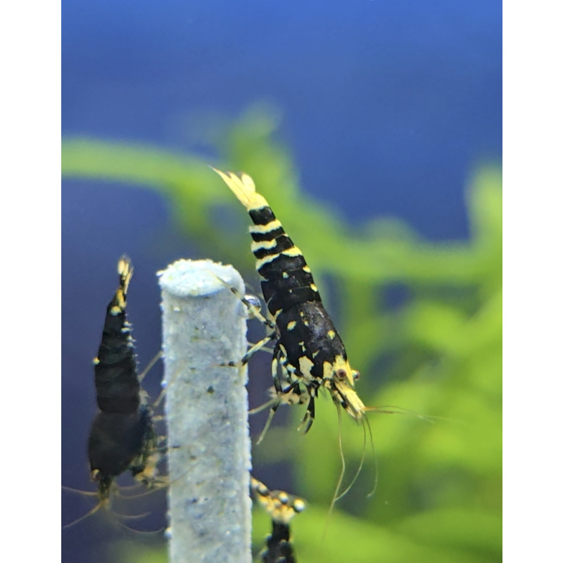 Caridina Metallic Purple Shrimp (Single) – Size: 1.2–1.5 cm