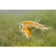Cheap River Shrimp / Scuds as Cleanup Crew for Substrate or Live Food