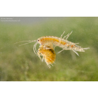 Cheap River Shrimp / Scuds as Cleanup Crew for Substrate or Live Food