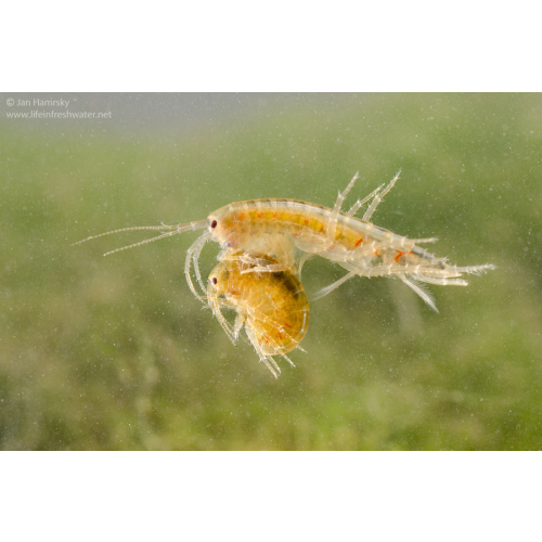 Cheap River Shrimp / Scuds as Cleanup Crew for Substrate or Live Food
