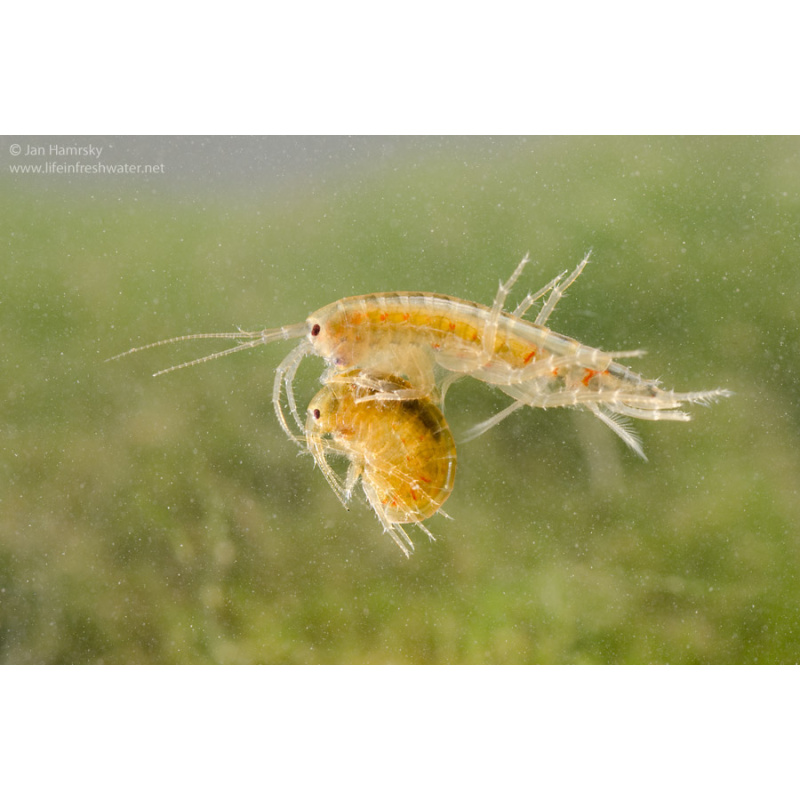 Cheap River Shrimp / Scuds as Cleanup Crew for Substrate or Live Food