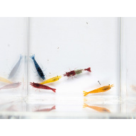 20 + 2 free  Neocaridina Shrimp Skittles Mix