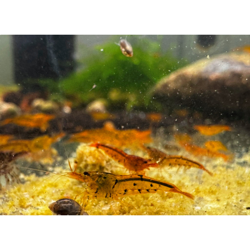 Bloodshot Tiger Neocaridina Shrimp 10+2