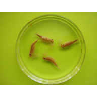 Rare Thai Fairy Shrimp Cysts Streptocephalus sp. - Diect wet Hatching or Dry Storage