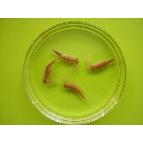 Rare Thai Fairy Shrimp Cysts Streptocephalus sp. - Diect wet Hatching or Dry Storage