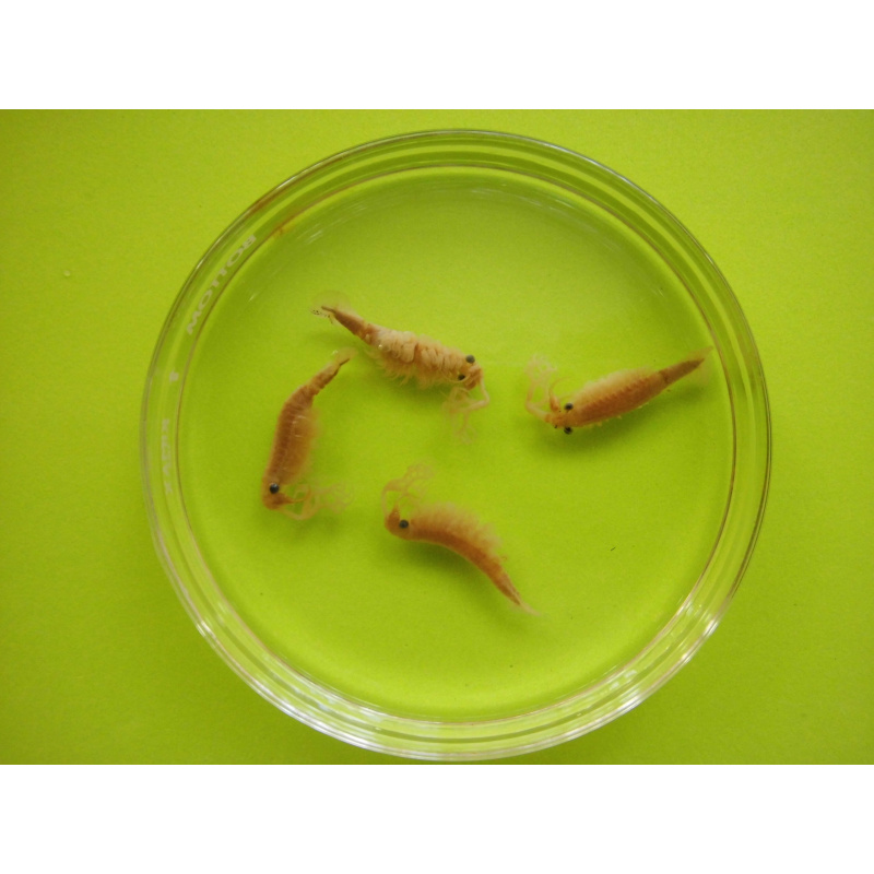 Rare Thai Fairy Shrimp Cysts Streptocephalus sp. - Diect wet Hatching or Dry Storage