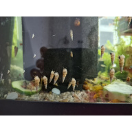20x Trumpet Snails + 30x Ramshorn (Mixed Colours: Blue, Brown, Pink; Spotted & Plain)