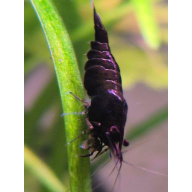 contact me out of stock today 10+1 Beautiful goth black rose shrimp (no mottled or chocolates)