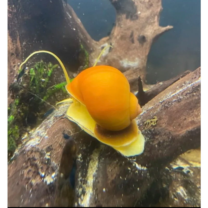 6 x Golden Apple Mystery Snails HIGH GRADE Canaliculata