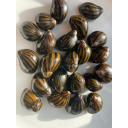 2x Nerite Snails + 10x Mixed Coloured Ramshorn Snails +3x Trumpet Snail +1 Free Buddha Nut Seed Pod.