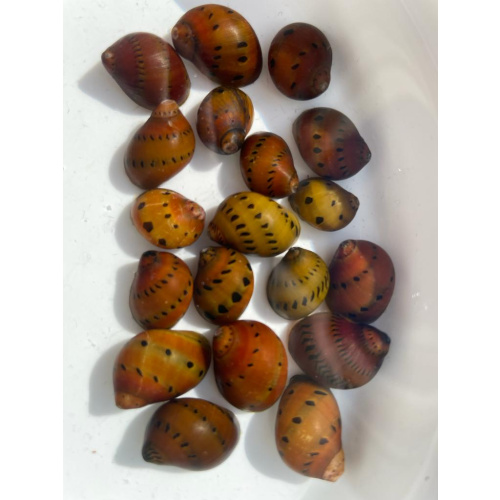 1x Nerite Snail + 10x Mixed Coloured Ramshorn Snails +3x Mystery Snails.