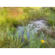 25x Mix Native Pond Snails