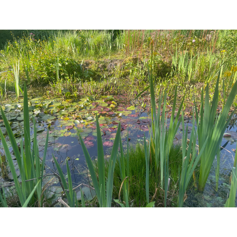 20x Juvenile Pond snails (Great Ramshorn) Plus Free Oxgenating Weed.