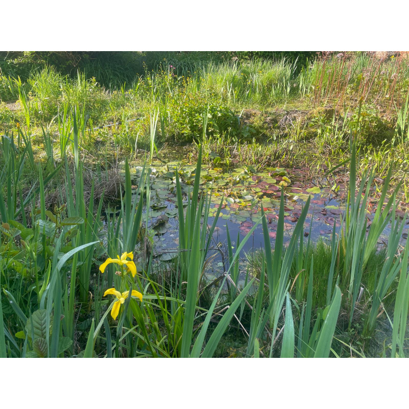 20x Juvenile Pond snails (Great Ramshorn) Plus Free Oxgenating Weed.