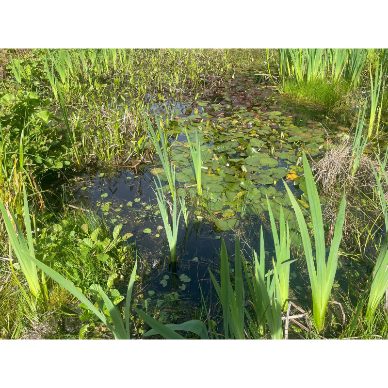 25x Mixed Sized Native Pond snails, + Free Oxgenating weed