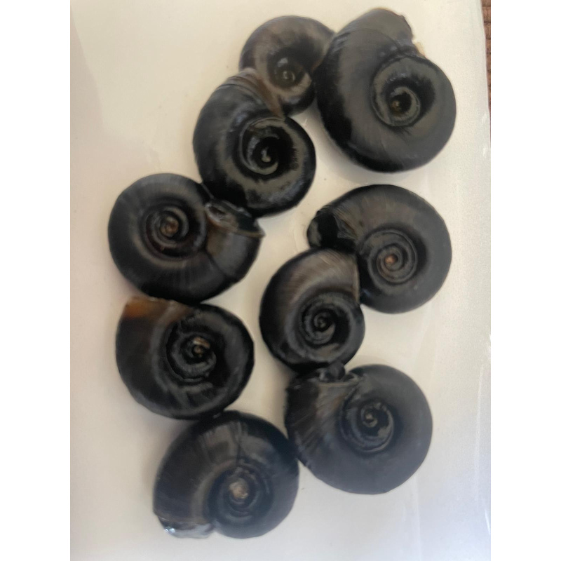 20x Pond snails (Great Ramshorn)
