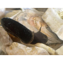 20x Pond snails (Great Ramshorn)