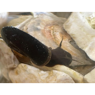 20x Pond snails (Great Ramshorn)