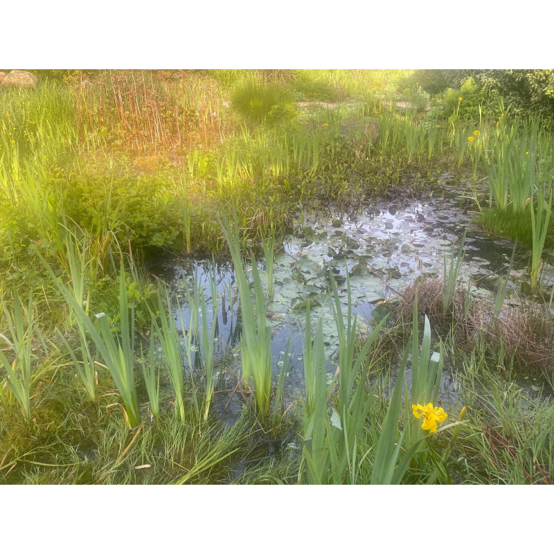 20x Juvenile Pond snails (Great Ramshorn) Plus Free Oxgenating Weed.