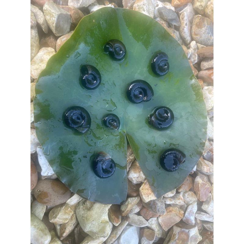 20x Juvenile Pond snails (Great Ramshorn) Plus Free Oxgenating Weed.