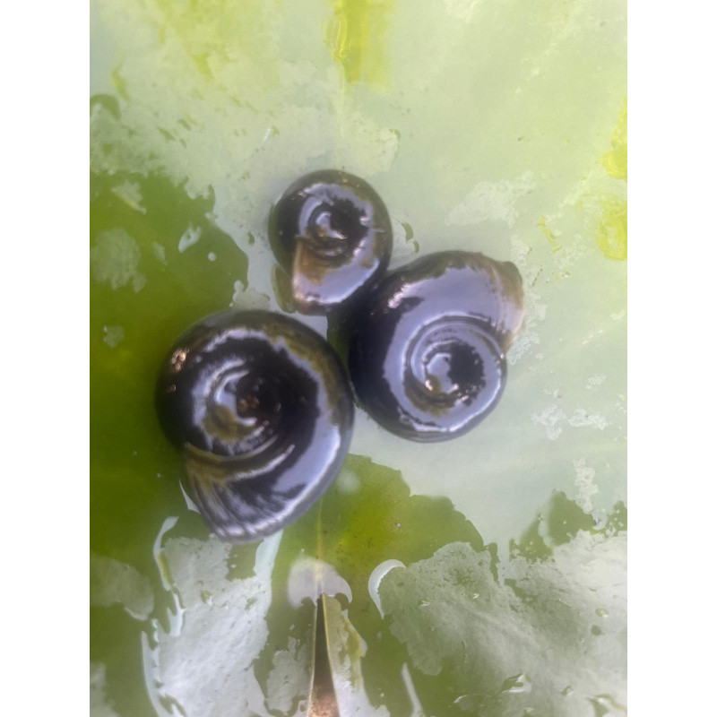 20x Juvenile Pond snails (Great Ramshorn) Plus Free Oxgenating Weed.