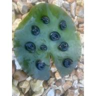 20x Mixed Sized Pond snails (Great Ramshorn)