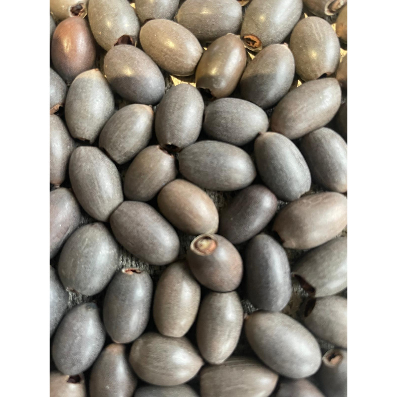 Large Botanicals Box, Blackwater set up/ Benifical tanning, preventing, disess, + Decor.