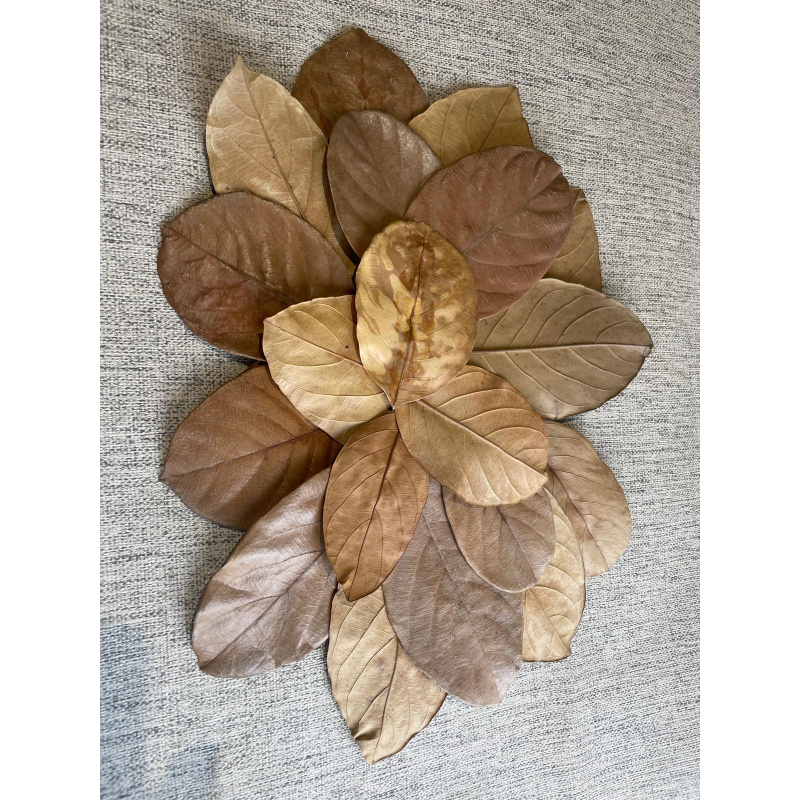 Large Botanicals Box, Blackwater set up/ Benifical tanning, preventing, disess, + Decor.