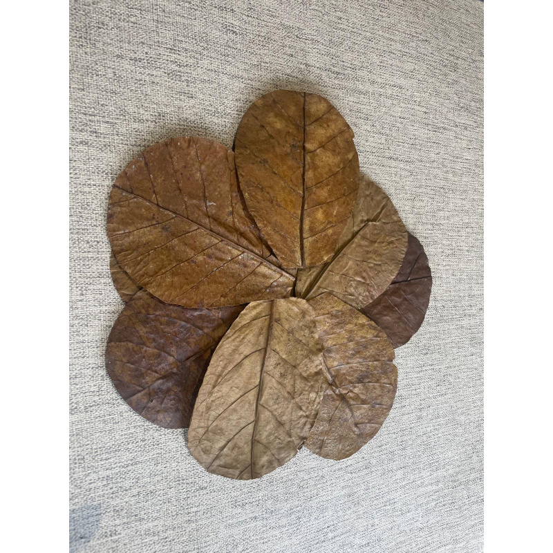 Large Botanicals Pod Box, Bio Food Beneficial tanning, preventing, disease, + Decor, Hides