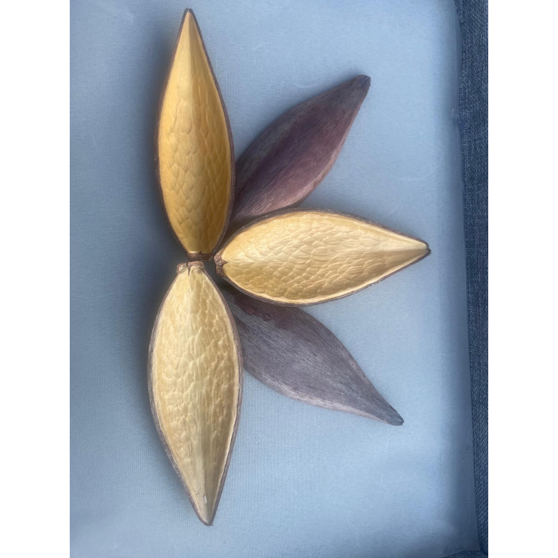 Large Botanicals Pod Box, Bio Food Beneficial tanning, preventing, disease, + Decor, Hides