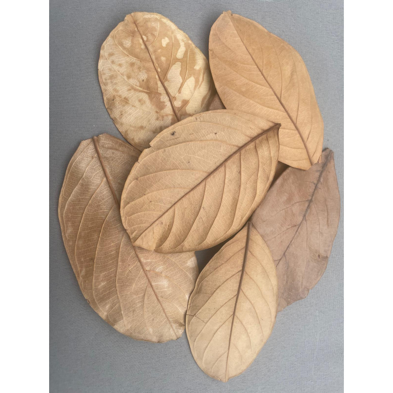 Large Botanicals Box, Blackwater set up/ Benifical tanning, preventing, disess, + Decor.