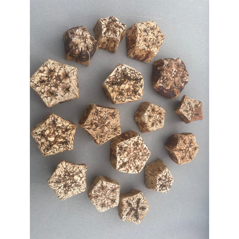 Large Botanicals Pod Box, Bio Food Beneficial tanning, preventing, disease, + Decor, Hides