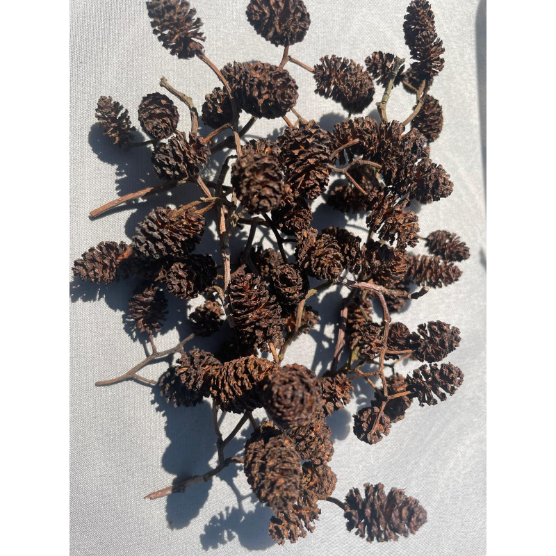 Large Botanicals Box, Blackwater set up/ Benifical tanning, preventing, disess, + Decor.