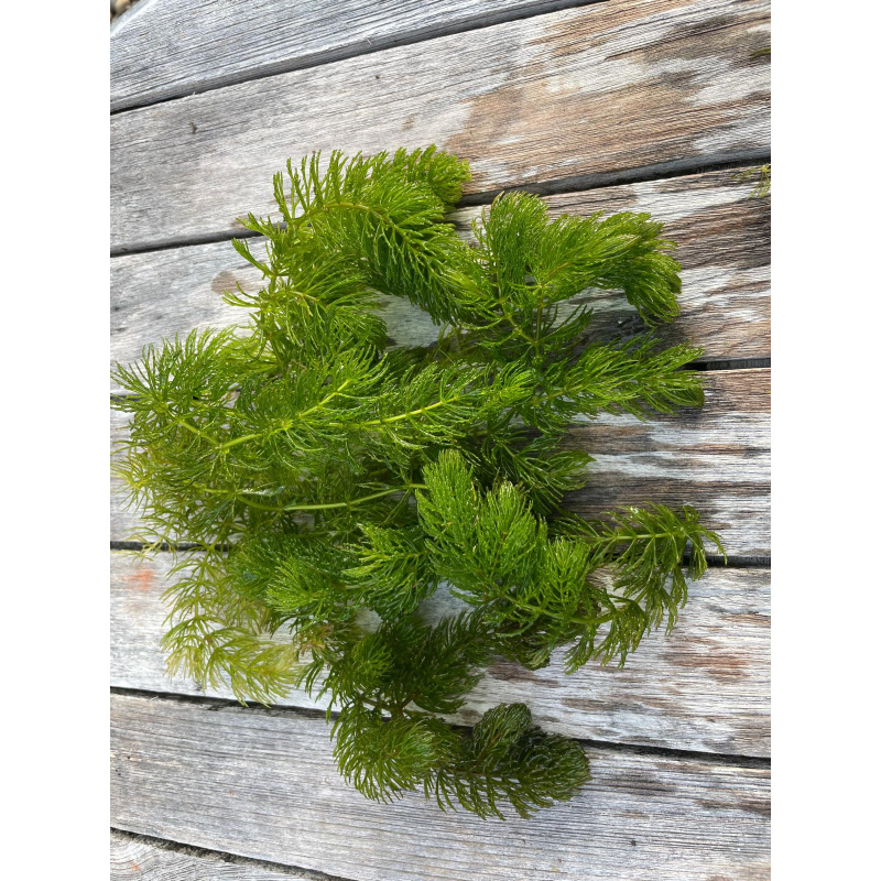 Hogwart, Oxgenating Pond Weed