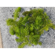 Hogwart, Oxgenating Pond Weed