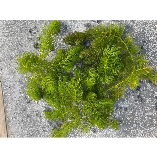 Hogwart, Oxgenating Pond Weed