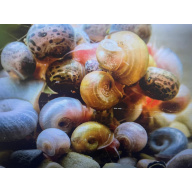 25x Mixed Colour Ramshorn Snails + At least 5 Free Floating Plants