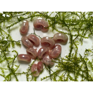 25x Pink Pearl Ramshorn Snails + At Least 5x Free floating Plants