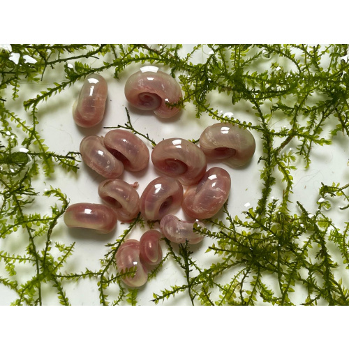 25x Pink Pearl Ramshorn Snails + At Least 5x Free floating Plants