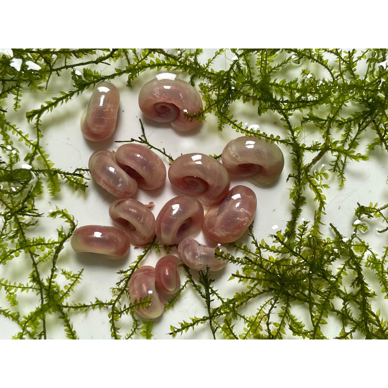 25x Pink Pearl Ramshorn Snails + At Least 5x Free floating Plants