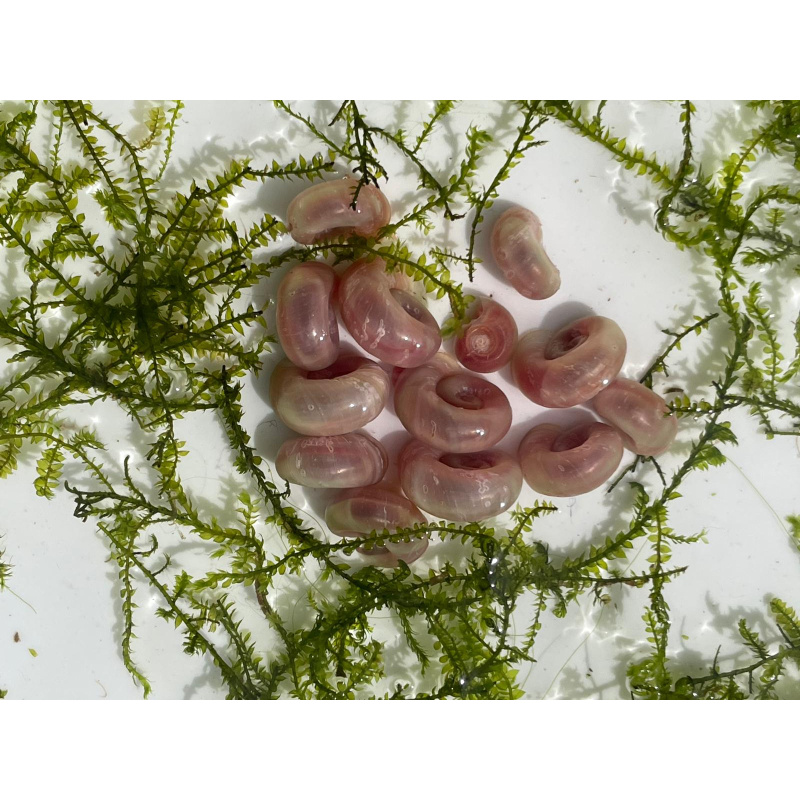 25x Pink Pearl Ramshorn Snails + At Least 5x Free floating Plants