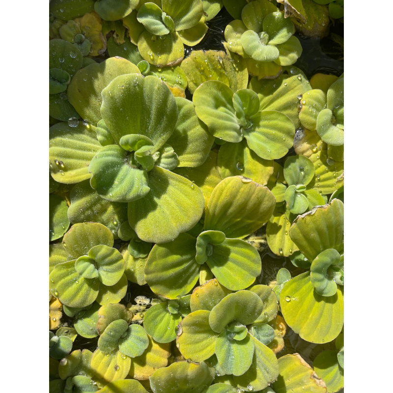 25x Mixed Colour Ramshorn Snails + At least 5 Free Floating Plants