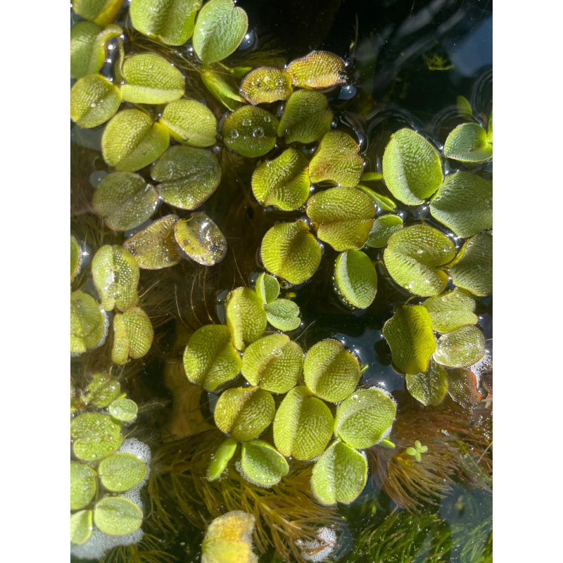 25x Mixed Colour Ramshorn Snails + At least 5 Free Floating Plants