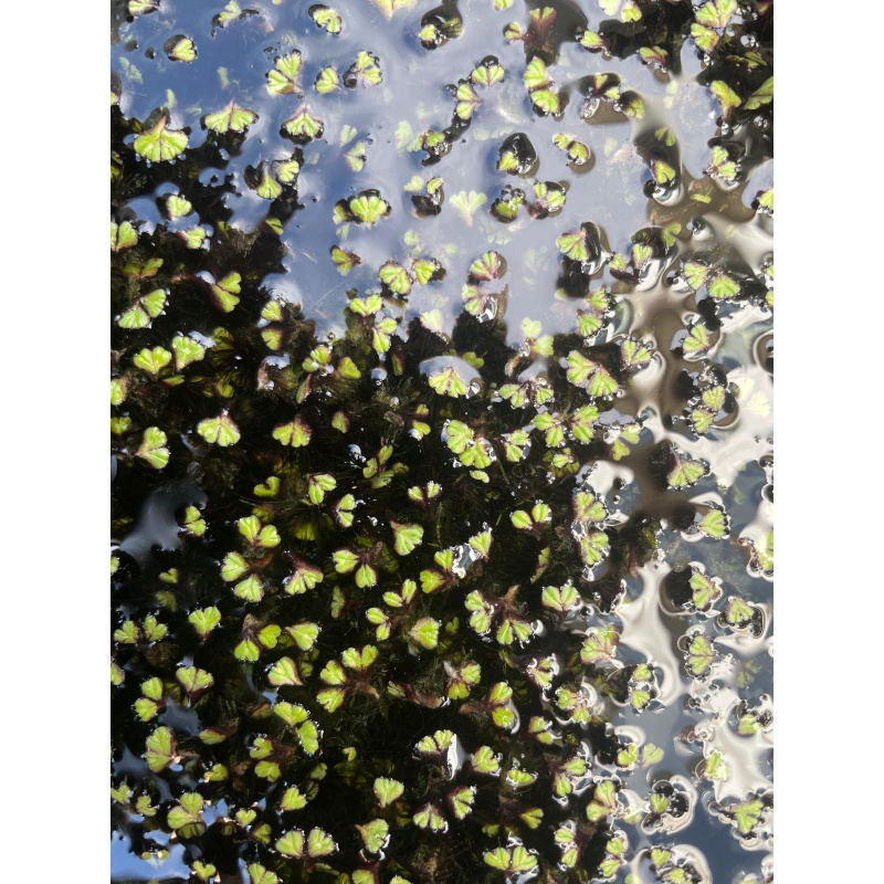 25x Mixed Colour Ramshorn Snails + At least 5 Free Floating Plants