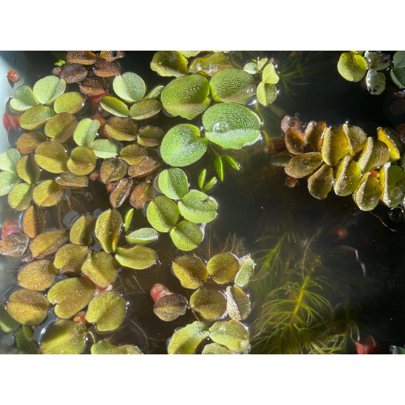 25x Mixed Colour Ramshorn Snails + At Least 5 Free Floating Plants