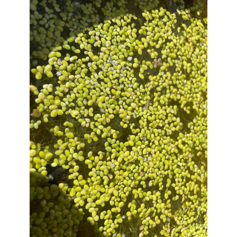 25x Mixed Colour Ramshorn Snails + At Least 5 Free Floating Plants