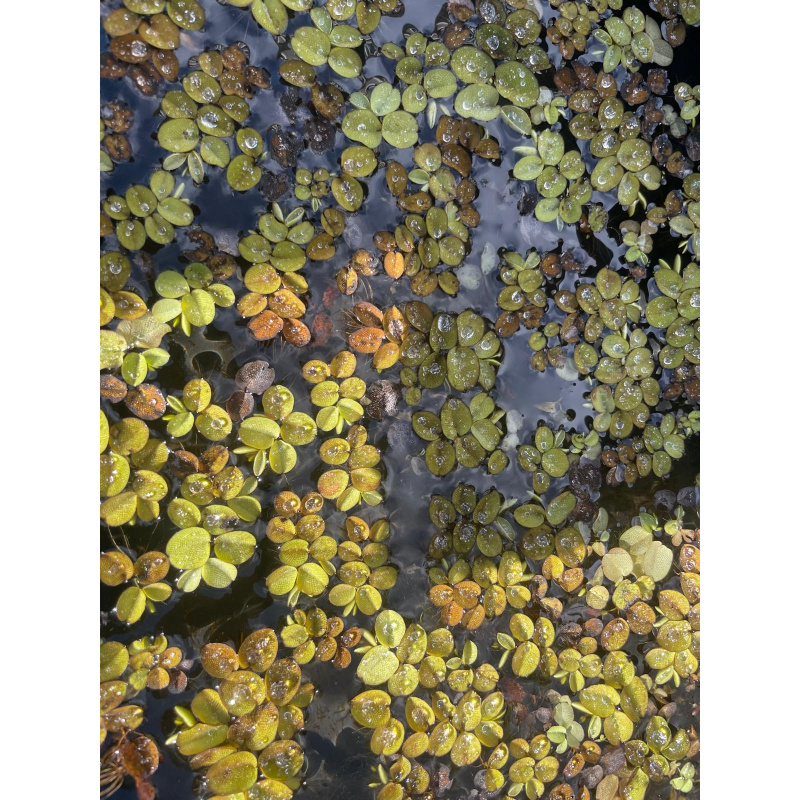 25x Mixed Colour Ramshorn Snails + At Least 5 Free Floating Plants