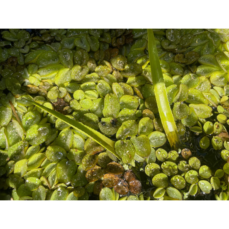 25x Mixed Colour Ramshorn Snails + At Least 5 Free Floating Plants