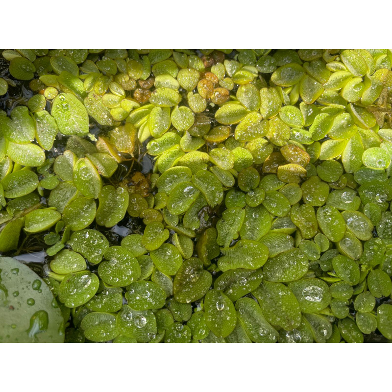 5x Pink Mystery Snails + At least 5x Free Floating Plants